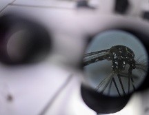 El mosquito Aedes aegypti es el responsable de transmitir el dengue. EFE / ARCHIVO