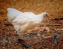 La agencia de la ONU recomendó al público que evite lugares de riesgo como mercados o granjas con animales vivos y aves de corral. Unsplash