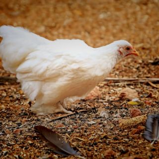 OMS confirma el primer caso humano de gripe aviar en Australia en una niña de dos años