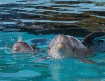 Los mulares son los más comunes entre las 30 especies de delfines existentes. EFE / ARCHIVO