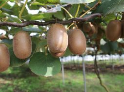 Esta fruta se ha convertido en un elemento esencial en la dieta de muchas personas gracias a sus propiedades nutricionales y terapéuticas. Pixabay.