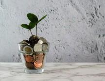 No todas las especies funcionan igual y es importante saber elegir. UNSPLASH/Micheile Henderson