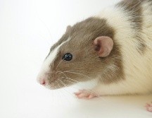 Los investigadores utilizaron datos reales de ratas grabados en alta resolución. UNSPLASH / A. GUSEV
