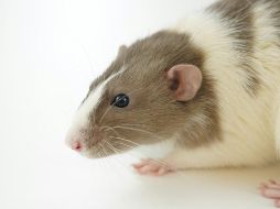 Los investigadores utilizaron datos reales de ratas grabados en alta resolución. UNSPLASH / A. GUSEV