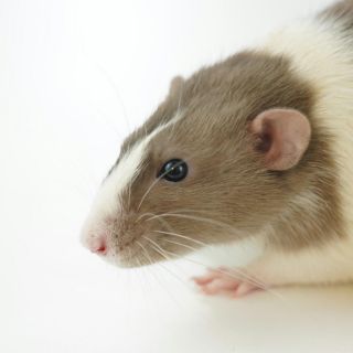 Crean rata virtual para descifrar cómo el cerebro controla el movimiento