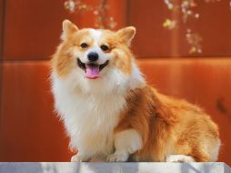 Entre los requisitos, es posible que se tengan que presentar certificados de vacunación contra la rabia. UNSPLASH / A. Nee