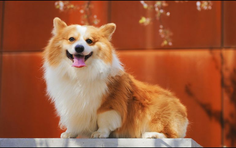 Entre los requisitos, es posible que se tengan que presentar certificados de vacunación contra la rabia. UNSPLASH / A. Nee