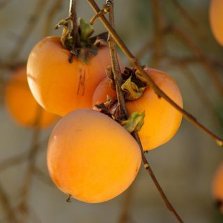 Esta fruta ayuda a aliviar la resaca