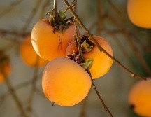 Conoce esta fruta de origen asiático con propiedades muy importantes para el cuerpo humano. UNSPLASH.