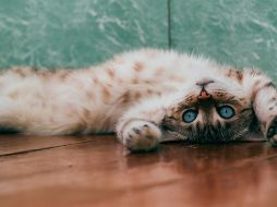 Los gatos se destacan no solo por su elegancia y gracia, sino también por la profunda conexión emocional que pueden establecer con sus dueños. Unsplash.