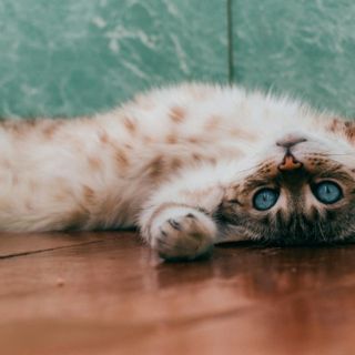 Por esta razón un gato ronronea y muerde según psicóloga felina