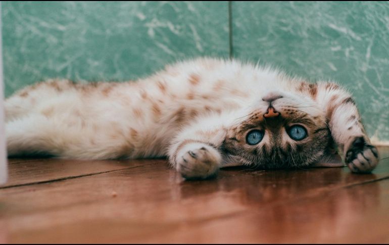 Los gatos se destacan no solo por su elegancia y gracia, sino también por la profunda conexión emocional que pueden establecer con sus dueños. Unsplash.