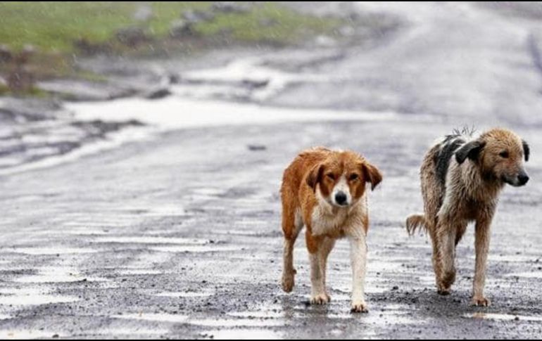 Las autoridades consideran que el confinamiento de perros en las familias reduciría los costes de su alimentación y mantenimiento en los refugios para animales. EFE / ARCHIVO