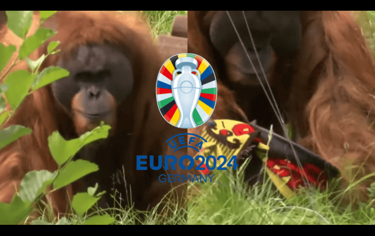 El orangután Walter se suma a la lista de animales que han predicho resultados en el futbol en donde encuentran el pulpo ‘Paul’ y el elefante Yashoda. YOUTUBE/ AS Diario/ ESPECIAL