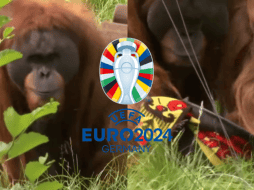 El orangután Walter se suma a la lista de animales que han predicho resultados en el futbol en donde encuentran el pulpo ‘Paul’ y el elefante Yashoda. YOUTUBE/ AS Diario/ ESPECIAL