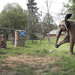 Alemania vs Escocia, ¿quién ganará? Elefante predice el resultado del partido inaugural de la Eurocopa