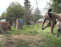 Bubi es un elefante africano que vive en una reserva en Thuringia, Alemania. AP / D. Breidert