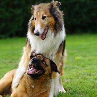 ¿Cuál es la raza de perro grande más recomendable para tener en casa?