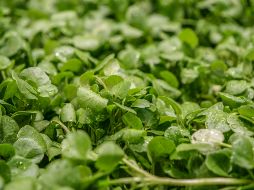 Por su accesibilidad y fácil modo de preparar, es altamente recomendado para incorporar en nuestra alimentación cotidiana. Unsplash
