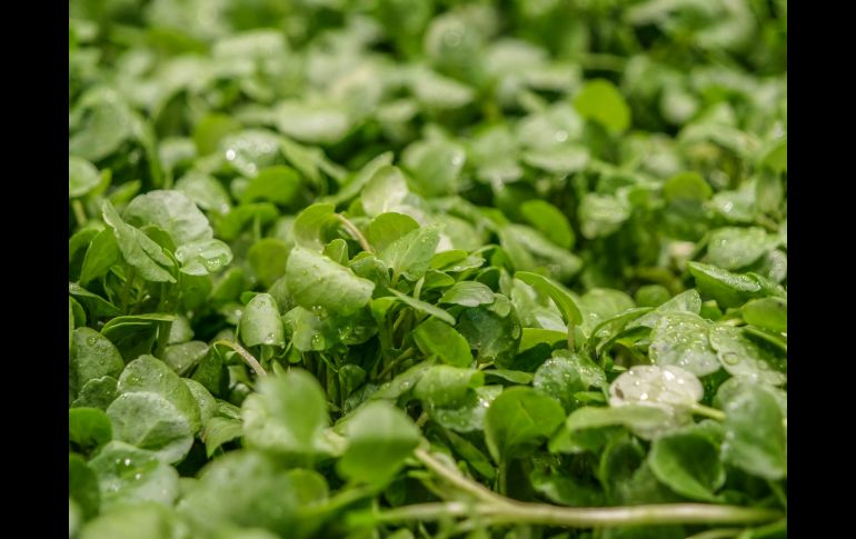 Por su accesibilidad y fácil modo de preparar, es altamente recomendado para incorporar en nuestra alimentación cotidiana. Unsplash