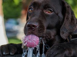 A diferencia de los humanos, los perros tienen una temperatura ligeramente más alta. ESPECIAL/ Foto de Rafael Ishkhanyan en Unsplash