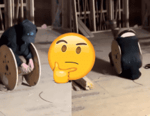 Al parecer este joven creyó que desafiar las leyes naturales era una buena idea. X -TWITTER-/ esdeprofugos