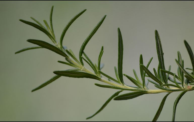 Estas son las propiedades curativas del romero