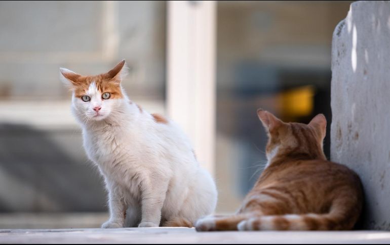 Si tienes un gato y está presentando problemas renales, recuerda vigilar constantemente su dieta y mantenerlo en un estilo de vida saludable, de esta manera prolongarás su calidad de vida y se evitarán este tipo de procedimientos que son efectuados para aquellos que tienen a la mano un sistema veterinario de alto nivel en el área. PIXABAY