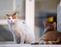 Si tienes un gato y está presentando problemas renales, recuerda vigilar constantemente su dieta y mantenerlo en un estilo de vida saludable, de esta manera prolongarás su calidad de vida y se evitarán este tipo de procedimientos que son efectuados para aquellos que tienen a la mano un sistema veterinario de alto nivel en el área. PIXABAY