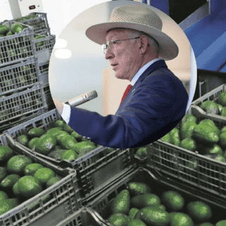 Estados Unidos suspende inspecciones de aguacates y mangos en México tras agresiones