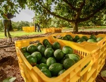 El año pasado se exportaron 58 mil 034 toneladas de aguacate de Jalisco a Estados Unidos. ESPECIAL