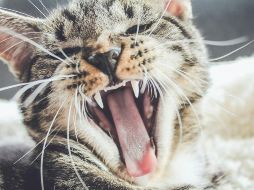 La principal causa de la gingivitis en gatos es la acumulación de placa bacteriana y sarro en los dientes. UNSPLASH/ Erik-Jan Leusink