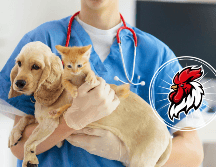 La Organización Mundial de la Salud ha evaluado que el riesgo actual de transmisión de la gripe aviar de aves a humanos es bajo. CANVA