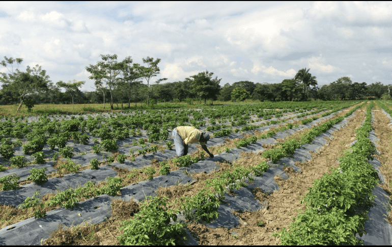 Es crucial estar cerca del suelo para comprender cómo se comporta en cada país. INFORMADOR / ARCHIVO