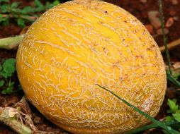 El melón es reconocido como un superalimento debido a su alto contenido de antioxidantes, fibra, potasio y vitamina C. Pixabay.