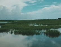 Se espera restaurar 300 hectáreas de humedales. UNSPLASH / J. GRAFF