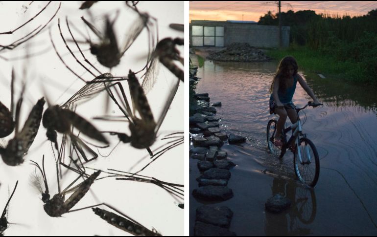 La Secretaría de Salud (SSa) federal registró 17 mil 016 casos de dengue confirmados en las primeras 24 semanas del año, por encima de las 3 mil 505 en el mismo lapso de 2023. AP / ARCHIVO