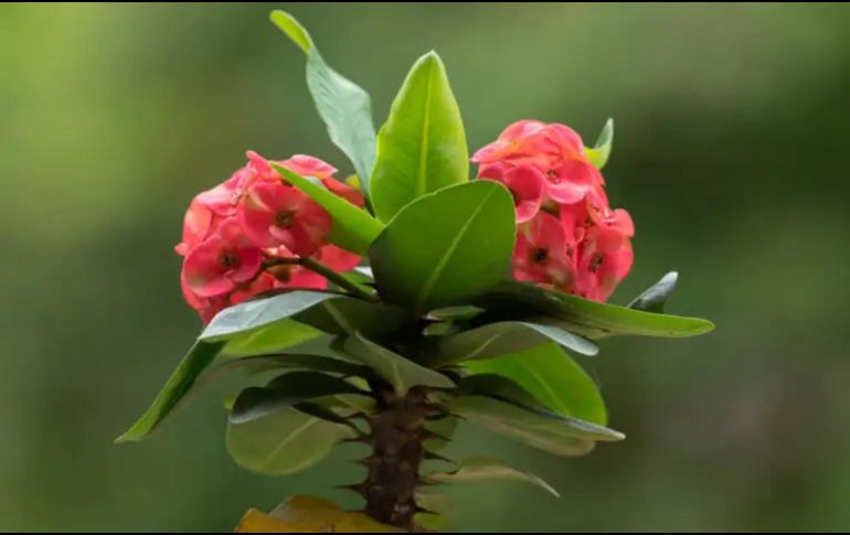 Con un uso adecuado, la 