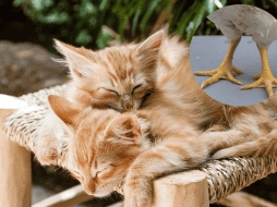 La experta remarca que las patas de pollo puede incluirse trituradas entre otras comidas de las mascotas. ESPECIAL/Pixabay.