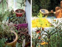 La poda puede ser para remover ramas o flores secas tras el invierno o para estimular la floración. SUN / ARCHIVO