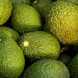 Alistan en Michoacán certificación del aguacate para exportarlo a EUA