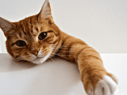 Probar diferentes nombres y ver cómo reacciona nuestro felino puede ser una buena estrategia. ESPECIAL/CANVA