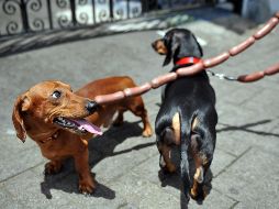Ayudar a tu perro a superar el miedo a los fuegos artificiales requiere paciencia, comprensión y una estrategia bien planificada. AFP / ARCHIVO