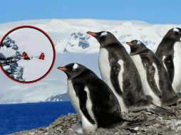 La existencia de un sistema fluvial transcontinental de este tipo muestra que gran parte de la Antártida occidental debió estar sobre el nivel del mar como extensas y planas llanuras costeras.  ESPECIAL/NATIONAL GEOGRAPHIC