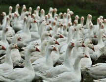 Las aves infectadas del virus de influenza aviar lo transportan en la saliva, las mucosas y las heces. ESPECIAL / Imagen de Jeyaratnam Caniceus en Pixabay