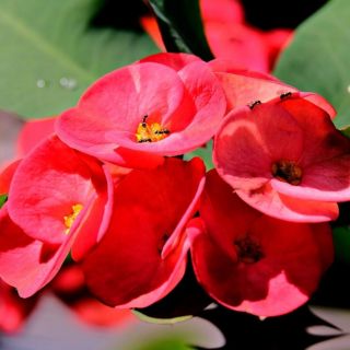 ¿Dónde colocar la corona de Cristo en casa?