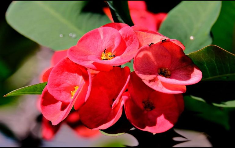 La corona de Cristo también es una aliada contra ciertos insectos, gracias a sus espinas. ESPECIAL/Foto de hartono subagio en pixabay