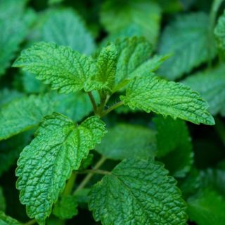 Conoce el té "pa' la pena" que te ayudará con los malestares estomacales y la ansiedad