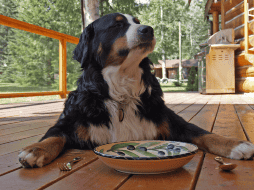 El alimento debe estar ajustado al tamaño y la edad del perro. ESPECIAL/CANVA