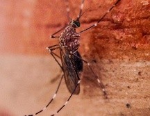 El dengue se contagia por medio de un mosquito de clima tropical. EFE / ARCHIVO